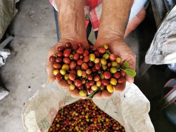 Estos son los acuerdos establecidos entre el Gobierno Nacional y las asociaciones caficultoras colombianas.