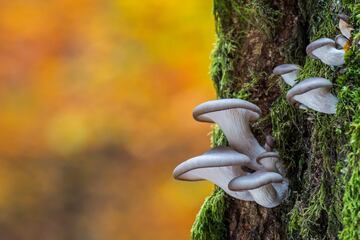 Este hongo lo podemos ver todo el año, sobre todo en zonas templadas. Lo encontramos en el bosque donde crece de forma natural en tocones o troncos de maderas blandas como las hayas, los sauces o los chopos. El sombrero de color gris o azulado puede medir de 5 a 20 centímetros de diámetro y crece con el pie hacia un lado y junto a otros ejemplares. La carne es firme y de sabor agradable en setas jóvenes. 