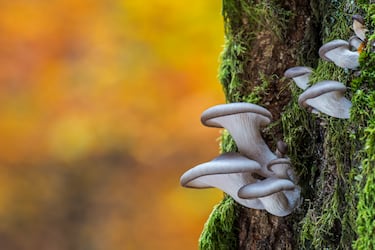 Este hongo lo podemos ver todo el año, sobre todo en zonas templadas. Lo encontramos en el bosque donde crece de forma natural en tocones o troncos de maderas blandas como las hayas, los sauces o los chopos. El sombrero de color gris o azulado puede medir de 5 a 20 centímetros de diámetro y crece con el pie hacia un lado y junto a otros ejemplares. La carne es firme y de sabor agradable en setas jóvenes. 