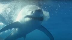Tiburón blanco cazando una presa