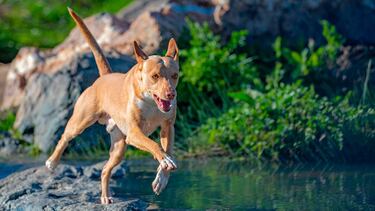 Quien tiene un perro de caza tiene un tesoro (II)
