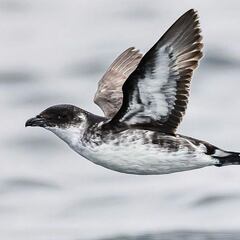 Estuvieron extintos durante décadas y reaparecieron en estos días en una isla chilena, cerca de Coquimbo