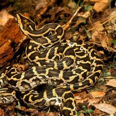 Explican por qué la serpiente pitón birmana puede tragarse todo