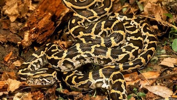 The Burmese python can exceed 18 feet in length and 200 pounds in weight and are capable of submerging for up to 30 minutes before emerging to breathe.