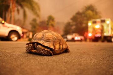 Una tortuga, de nombre Houdini, camina por las calles de Altadena para huir de los incendios cercanos a Eaton, en la zona metropolitana de Los Ángeles.