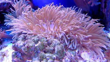 El preocupante motivo por el que los corales del mar se vuelven blancos