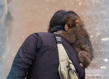 Punch se aferra a un cuidador en el zoológico de la ciudad de Ichikawa.