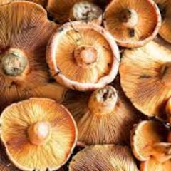 Comienza la temporada de setas: cuáles son las más venenosas