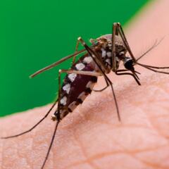 Coronadengue en Argentina: qué es, cuántos casos hay y cómo se contagia