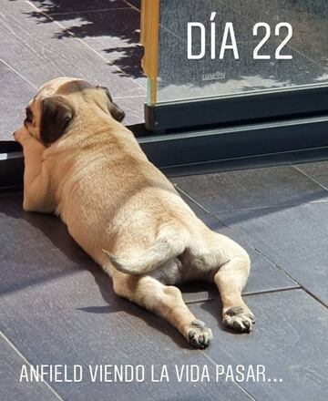 El perro de Llorente en una storie del jugador en Instagram.