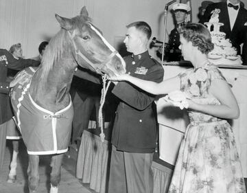 La yegua Reckless era cruce entre caballo purasangre y caballo mongol. Comprada en 1952, se cree que tenía entre 3 y 4 años, por la Marina de Estados Unidos, sirvió al ejército americano durante la Guerra de Corea. Cargando municiones a las tropas americanas en las batallas de aquella contienda. En marzo de 1953 mostró una increíble fortaleza después de hacer 51 viajes al frente en solo un día para transportar municiones y sacar a los marinos heridos. Fue ascendido a Sargento del Estado Mayor y también recibió dos Corazones Púrpuras.