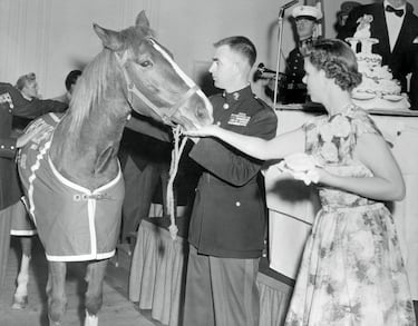 La yegua Reckless era cruce entre caballo purasangre y caballo mongol. Comprada en 1952, se cree que tenía entre 3 y 4 años, por la Marina de Estados Unidos, sirvió al ejército americano durante la Guerra de Corea. Cargando municiones a las tropas americanas en las batallas de aquella contienda. En marzo de 1953 mostró una increíble fortaleza después de hacer 51 viajes al frente en solo un día para transportar municiones y sacar a los marinos heridos. Fue ascendido a Sargento del Estado Mayor y también recibió dos Corazones Púrpuras.