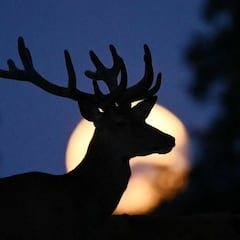 Luna Llena de julio 2025: origen, significado, cuándo y a qué hora ver la Luna de Ciervo