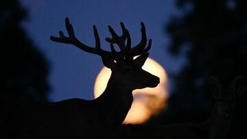 La Luna Llena de Ciervo podrá apreciarse este 10 de julio en todo México e impactará en el signo zodiacal de Capricornio.