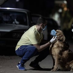 Coronavirus: ¿Pueden los perros detectar casos de infectados por Covid-19?