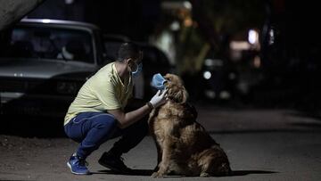 Coronavirus: ¿Pueden los perros detectar casos de infectados por Covid-19?