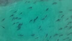 Graban a un hombre surfeando entre centenares de tiburones