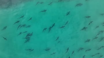 Decenas de tiburones en Moreton island, Australia