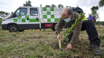 Imagen de los trabajos de reforestaci&oacute;n con la plantaci&oacute;n de 4.000 &aacute;rboles en la Dehesa de la Villa de Madrid promovida por el Acciona Open de Espa&ntilde;a de Golf.