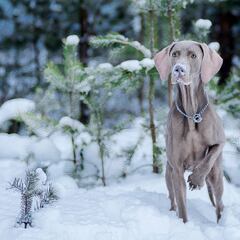 El frío y el perro de caza