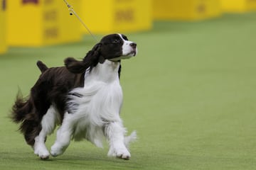 Freddie (Springer spaniel ingls) compite durante el Campeonato Masters Agility de la 149? Exposicin Canina Anual del Westminster Kennel Club en el Centro de Convenciones Jacob Javits en la ciudad de Nueva York.