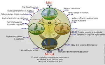 Cronobiolog&iacute;a. Im&aacute;gen: Wikipedia