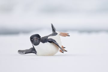 Categoría: Foto de aves cómicas. GANADORA DEL PREMIO DE ORO. La imagen muestra un pingúino deslizandose sobre el hielo, como si estuviera realizando un movimiento de danza moderna.