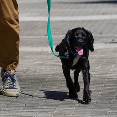 Monkeypox USA | ¿Las mascotas pueden contraer la viruela del mono?