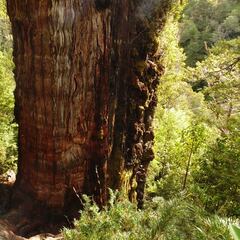 Hallan el árbol más antiguo de la tierra en Chile: dónde se encuentra