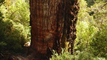 Hallan el árbol más antiguo de la tierra en Chile: dónde se encuentra