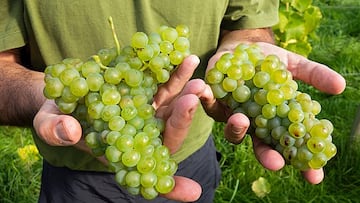 Qu¨¦ es el tufo del vino por el que han muerto dos bodegueros en la Rioja Alavesa