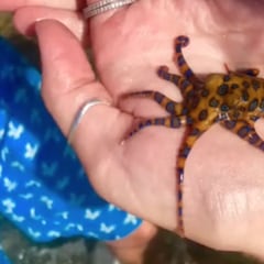 Se graba, sin saberlo, con uno de los animales más peligrosos del mundo