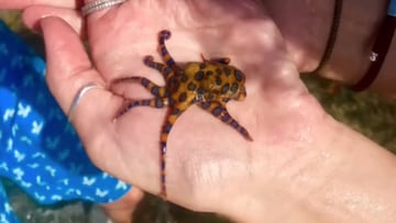 Un pulpo de anillos azules en la mano de una chica en Uluwatu (Bali, Indonesia). 