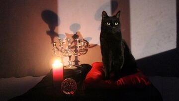 Este es el nuevo gato Salem para la Sabrina de Netflix