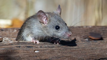 Alerta por ratas en la Puerta del Sol de Madrid