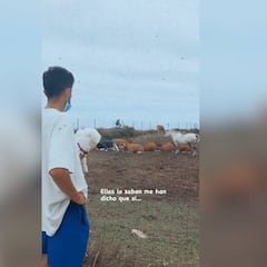 El hijo de Setién le pregunta a las vacas si su padre ganará la Champions