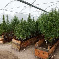 Weed is getting cheaper everyday: The reason why cannabis prices are dropping: “I’d call it a collapse”