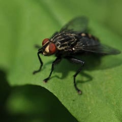 Alertan de una plaga de mosca negra tras la ola de calor