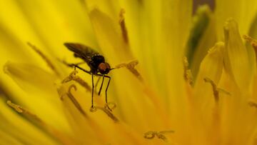 Detectan en Canarias nuevos mosquitos de la fiebre amarilla
