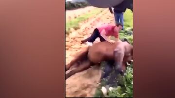 La repugnante escena de un jinete con un caballo muerto