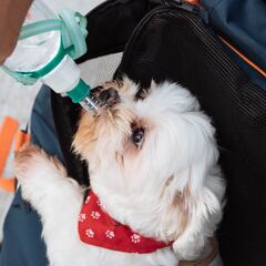 Primer Simulacro Nacional 2023: ¿Qué puedo hacer con mi mascota en caso de terremoto?