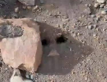 Aviso si tienes este agujero en tu jardín: puede ser un nido de serpiente