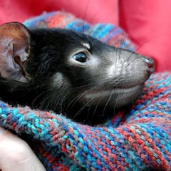 El diablo de Tasmania vuelve a nacer en Australia 3.000 años después