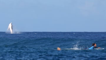 Paris 2024 Olympics - Surfing - Women's Semifinals - Heat 2 - Teahupo'o, Tahiti, French Polynesia - August 05, 2024. A whale is seen as Tatiana Weston-Webb of Brazil and Brisa Hennessy of Costa Rica look for waves during Heat 2. REUTERS/Carlos Barria