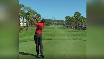 Tiger Woods golpea accidentalmente a un pato
