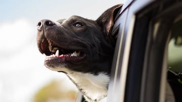 Viajar con las mascotas es una experiencia diferente