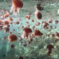 This nuclear plant shut down: You won’t believe what tiny sea creatures forced the power station to close