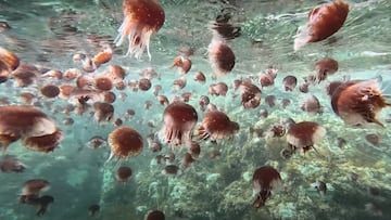 Centenares de medusas bajo el agua en Kangaroo Island, Australia, en enero del 2024.