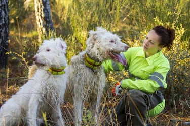 Caza y Ley de Protecci車n Animal