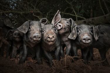 World Food Photography Awards 2025: cuando la fotografía se une con la gastronomía 